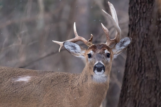 White-tailed deer (Odocoileus virginianus) buck with atypical antlers.