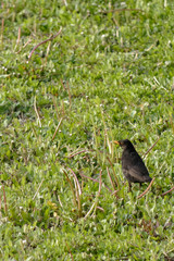 Merle noir, passereau omnivore dans une prairie du nord de la France.