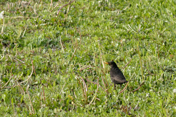 Merle noir mâle se nourrit dans la prairie. Pas-de-Calais France