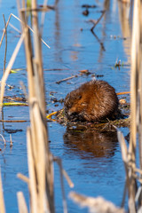 Muskrat (Ondatra zibethicus) feeding in a marsh.
