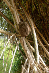 Nid de termites xylophages sur tronc d'arbre bakoua en Guyane française