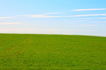 Fototapeta premium green meadow against the sky