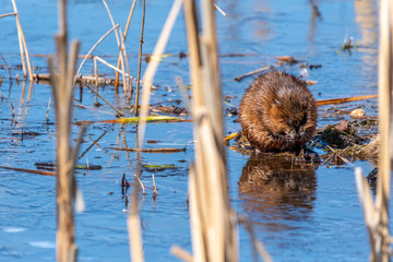 Muskrat (Ondatra zibethicus) feeding in a marsh.