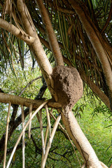 Termitière sur tronc de bakoua en Guyane française