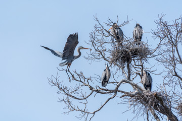Great Blue Herons (Ardea herodias) on nest at a rookery.
