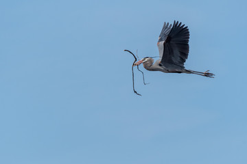 Great Blue Heron (Ardea herodias) in flight