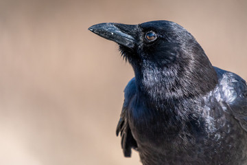 Close up portrait of an American Crow (Corvus brachyrhynchos)