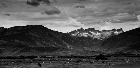 cows in foreground against sierra nevada mountains