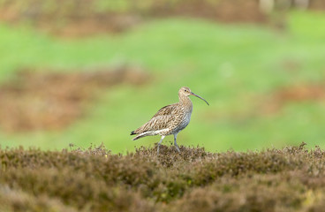 Curlew in the Yorkshire Dales during the nesting season.  Facing right in natural moorland habitat.  Landscape.  Horizontal.  Space for copy.