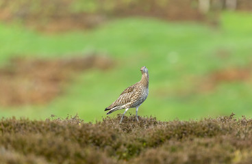 Curlew in the Yorkshire Dales during the nesting season.