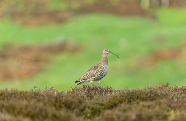 Curlew in the Yorkshire Dales during the nesting season.  Facing right with blurred background.  Horizontal.  Landscape.  Space for copy.