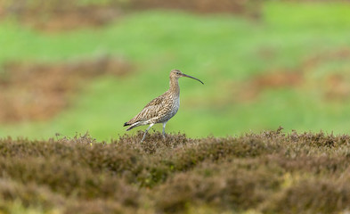 Curlew in the Yorkshire Dales during the nesting season. Adult curlew facing right on moorland in the Yorkshire Dales, England.  Landscape, horizontal.   Space for copy.