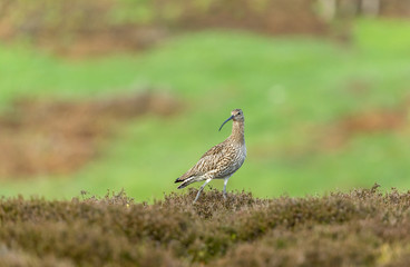 Curlew in the Yorkshire Dales during the nesting season.  with blurred green background.  Landscape, horizontal.  Space for copy.