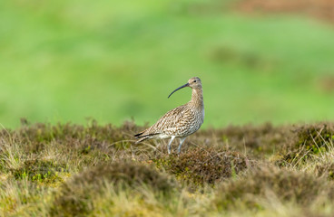 Curlew. Adult Curlew in the Yorkshire Dales during the nesting season.  Blurred green background.  Stood in heather on a Grouse Moor.  Landscape, horizontal.  Space for copy.