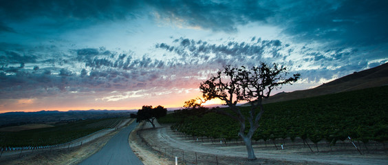 sunset near wineries in california