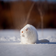 Scottish Fold cat, portrait in winter field