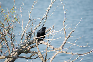 Fish Crow in a Tree