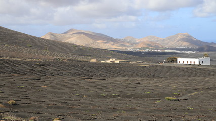 vignobles de Lanzarote