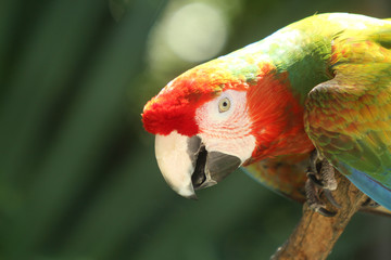 Guacamaya