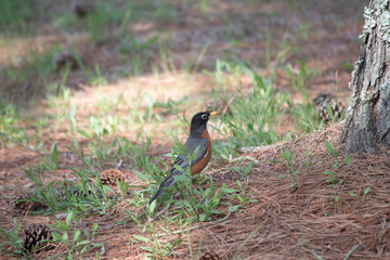 American Robin