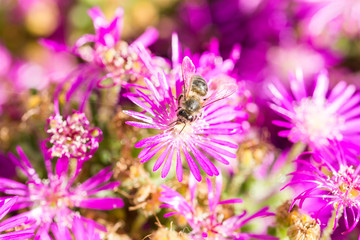 Fototapeta premium bee on a flower