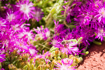 Obraz premium bee on a flower