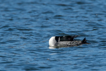 Breeding adult Common Loon (Gavia immer)