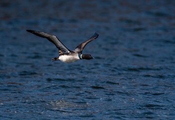 Common Loon (Gavia immer) in breeding adult coloration flying over water.