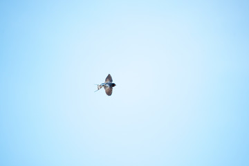 Barn Swallow in Flight