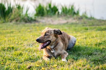Chien bringé promenade