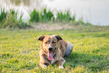 Chien bringé promenade