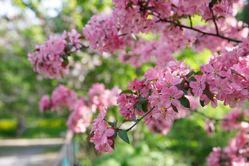 Pink flowers of apple tree with young green leaves in the city park, soft focus, blurred background. Bloom, spring allergy.