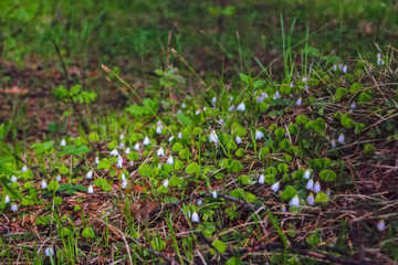 Spring flowers bells on a blurred background.