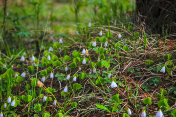 Spring flowers bells on a blurred background.