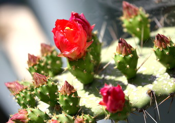 Rouge Cactus