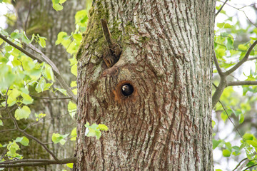 Ptak kos Turdus merula karmiący pisklęta w dziupli na drzewie, okres lęgowy ptaków