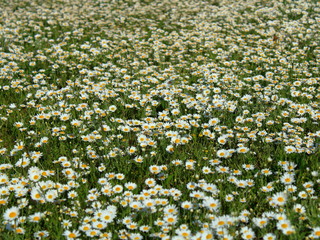 a lot of blooming romazoks under the bright sun