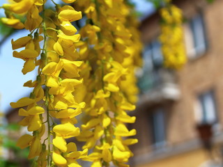 yellow flowers wisteria background texture