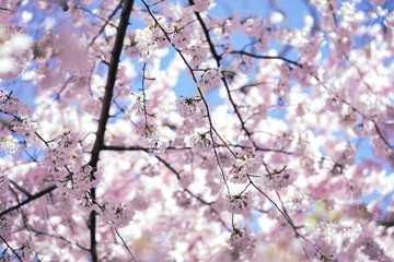cherry tree blossom