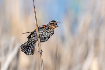 Female red-winged blackbird (Agelaius phoeniceus) perched on cattails.