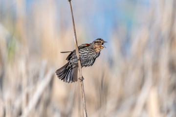 Female red-winged blackbird (Agelaius phoeniceus) perched on cattails.