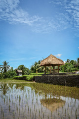 Obraz premium Gazebo on rice fields