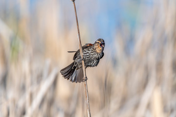 Female red-winged blackbird (Agelaius phoeniceus) perched on cattails.