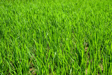 Green grass texture for background