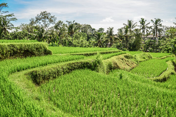 Rice fields in Ubud