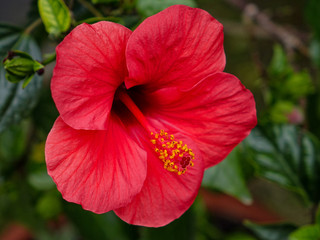 große, leuchtend rote hibiskusblüte in nahaufnahme © paul adam