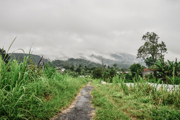 Farmland, fields with white fog, clouds Bali,Indonesia.