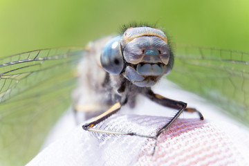 Dragonfly