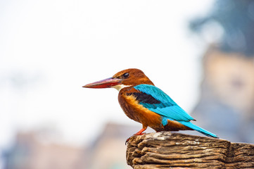 Close-up view of a beautiful tropical Kingfisher bird with brightly colored plumage, large heads, long, sharp, pointed bills, short legs, and stubby tail.