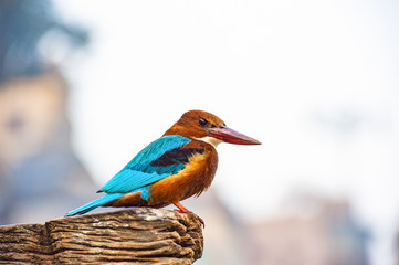 Close-up view of a beautiful tropical Kingfisher bird with brightly colored plumage, large heads, long, sharp, pointed bills, short legs, and stubby tail.